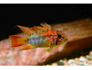 Apistogramma viejita