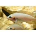 Neolamprologus brichardi 3-4cm