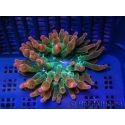 WYSIWYG RAH Entacmaea quadricolor Sunburst