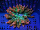 WYSIWYG RAH Entacmaea quadricolor Sunburst