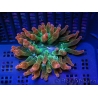 WYSIWYG RAH Entacmaea quadricolor Sunburst