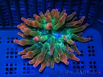 WYSIWYG RAH Entacmaea quadricolor Sunburst