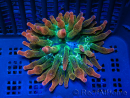 WYSIWYG RAH Entacmaea quadricolor Sunburst