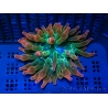 WYSIWYG RAH Entacmaea quadricolor Sunburst