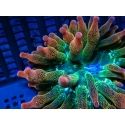 WYSIWYG RAH Entacmaea quadricolor Sunburst