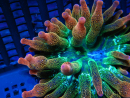 WYSIWYG RAH Entacmaea quadricolor Sunburst