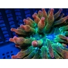 WYSIWYG RAH Entacmaea quadricolor Sunburst