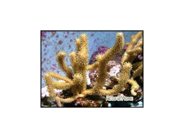 Rumphella aggregata