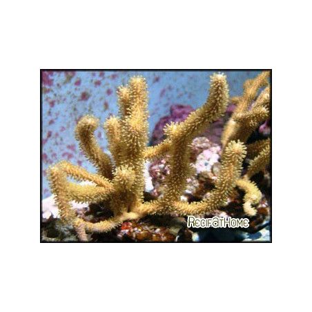 Rumphella aggregata