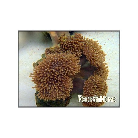 Sarcophyton lobatum