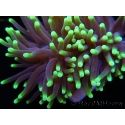 Euphyllia glabrescens Green tips Australie