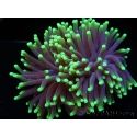 Euphyllia glabrescens Green tips Australie