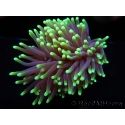 Euphyllia glabrescens Green tips Australie