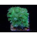 RAH Duncanopsamia peltata Ultra Green Taille S