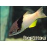 Bodianus mesothorax