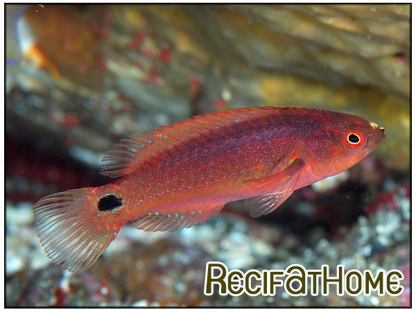 Cirrhilabrus exquisitus