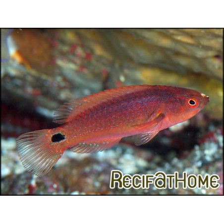 Cirrhilabrus exquisitus
