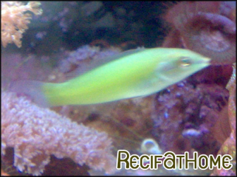 Halichoeres chloropterus