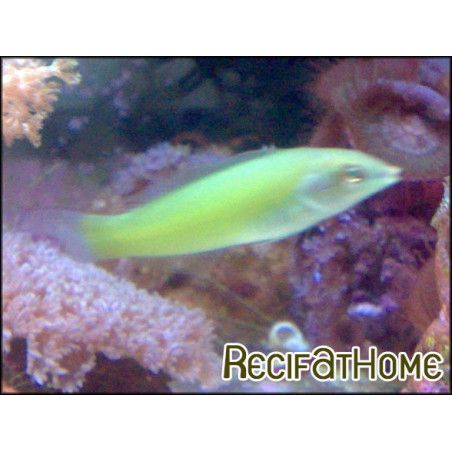 Halichoeres chloropterus