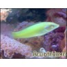 Halichoeres chloropterus