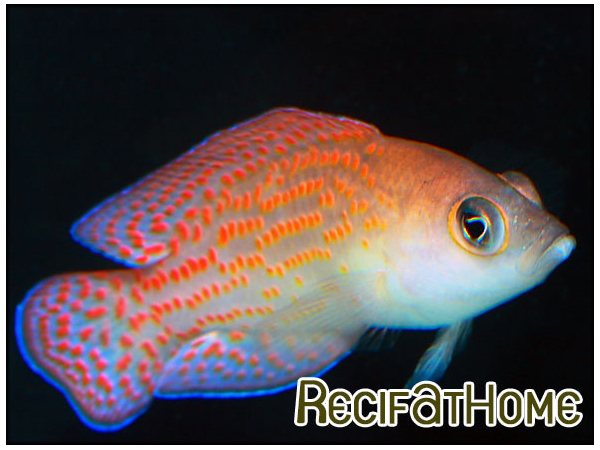 Pholidochromis cerasina