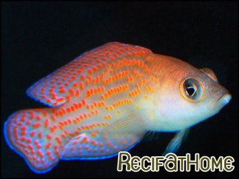 Pholidochromis cerasina