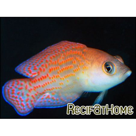 Pholidochromis cerasina