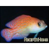 Pholidochromis cerasina