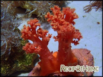 Scleronephthya sp.