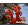 Scleronephthya sp.