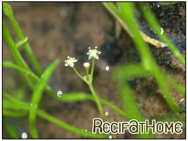 Liliaeopsis