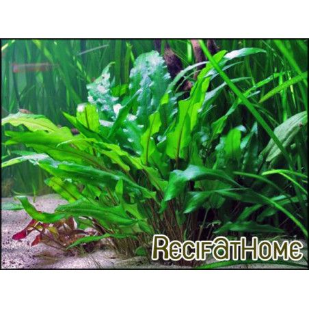 Cryptocoryne WENDTII