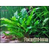Cryptocoryne WENDTII
