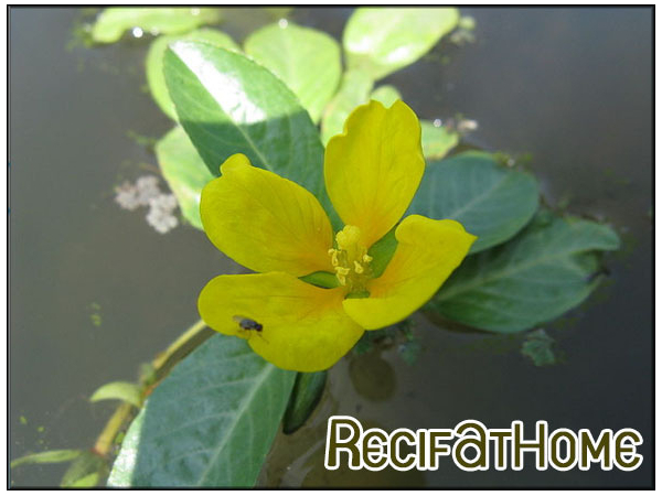 Ludwigia