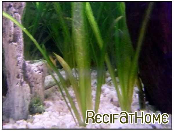 vallisneria