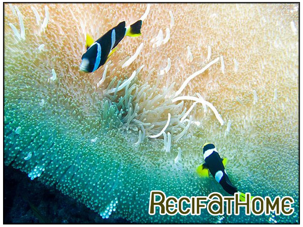 Amphiprion sebae