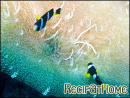 Amphiprion sebae