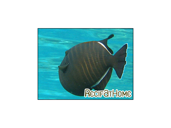 Melichthys indicus