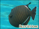 Melichthys indicus