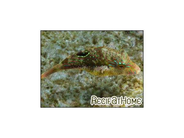 Canthigaster bennetti