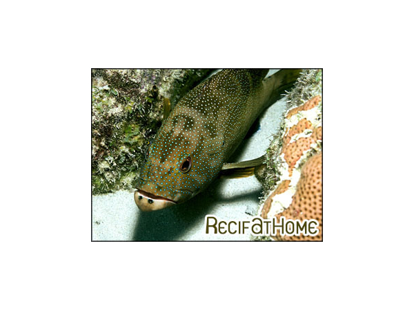 Epinephelus fulvus