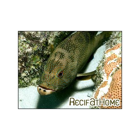 Epinephelus fulvus