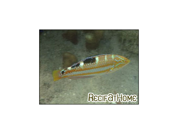 Halichoeres radiatus