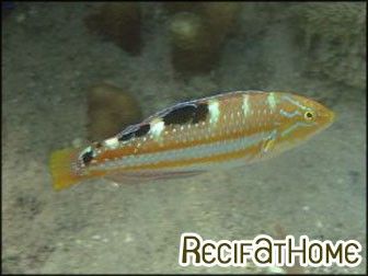 Halichoeres radiatus
