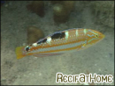 Halichoeres radiatus