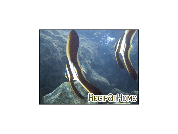 Platax teira