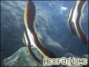 Platax teira