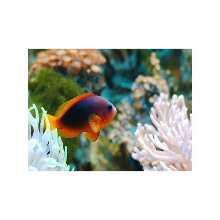 Amphiprion ephippium