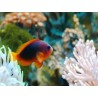 Amphiprion ephippium