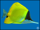 Forcipiger flavissimus